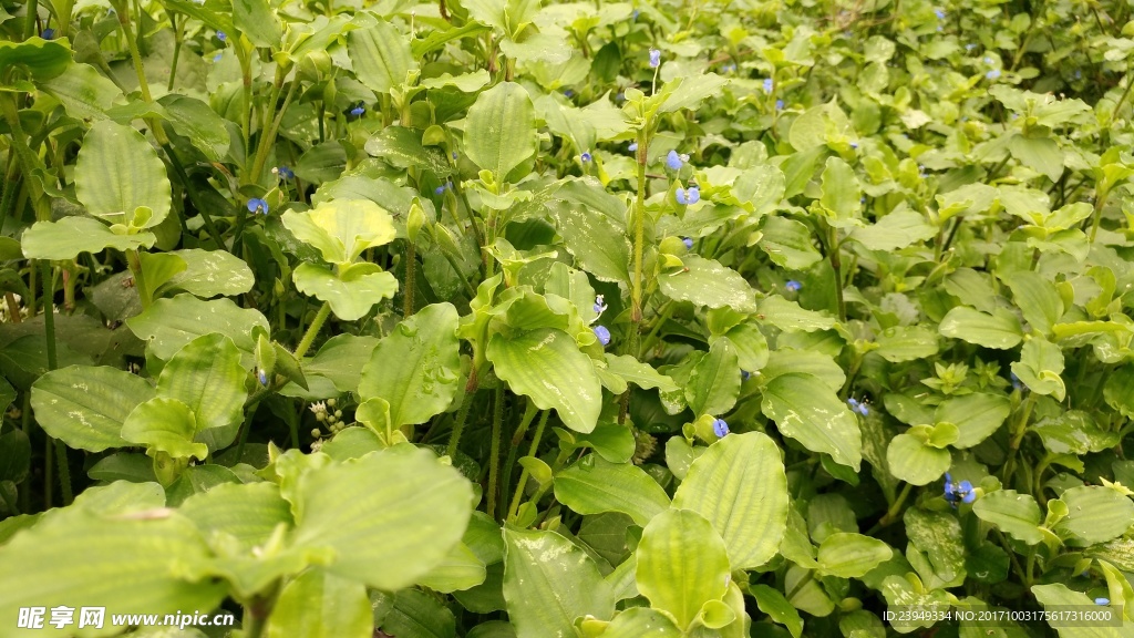 竹夹菜 饭包草