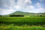 杭州八卦田