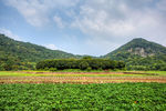 杭州八卦田
