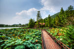 杭州八卦田