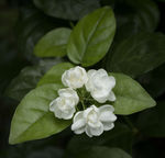 中草药图谱  茉莉花