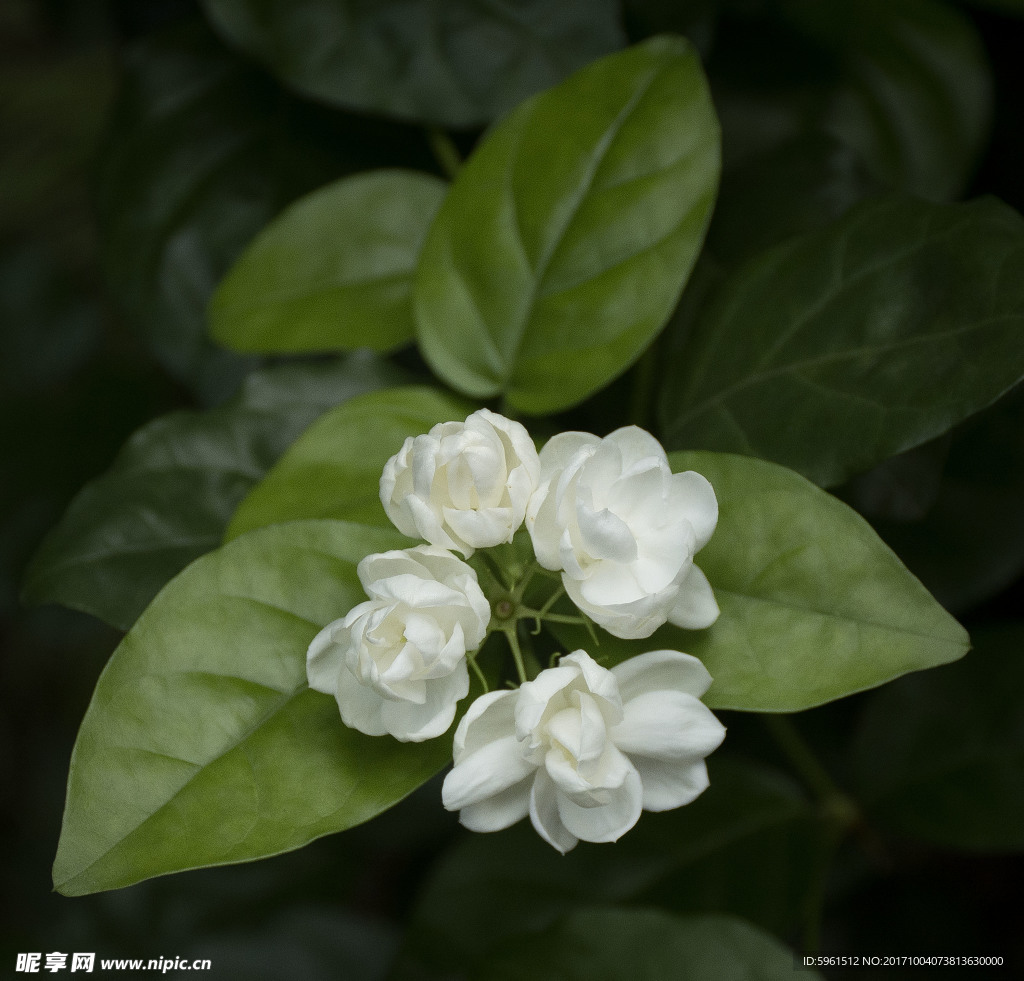 中草药图谱  茉莉花