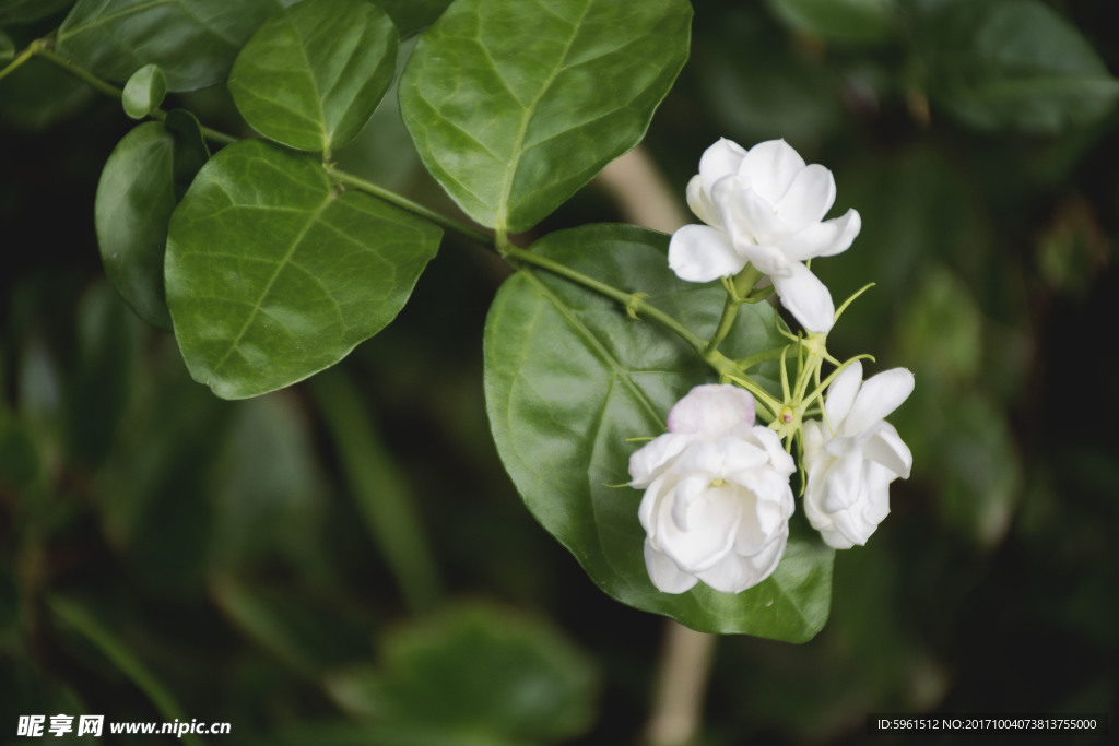 中草药图谱   茉莉花