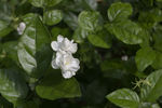 中草药图谱   茉莉花