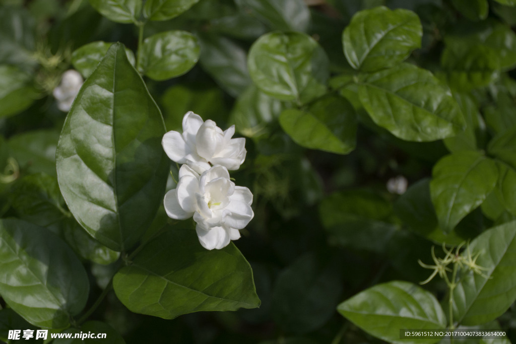 中草药图谱   茉莉花