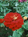 鲜花
