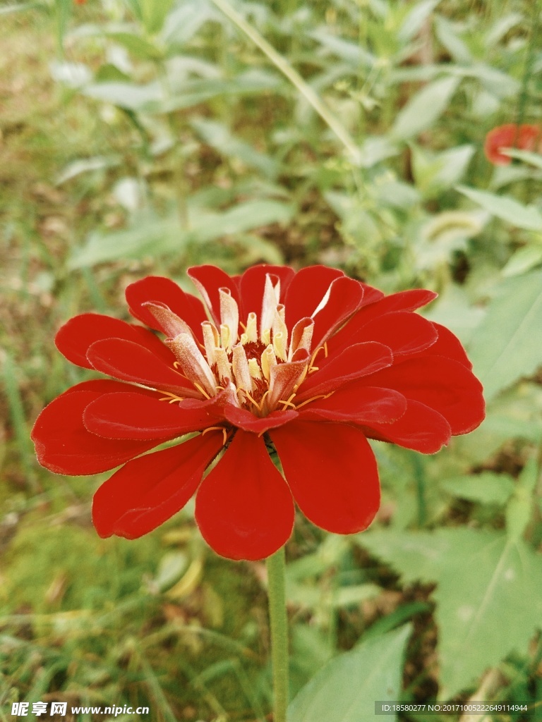 鲜花