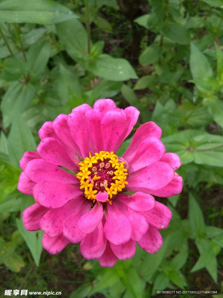 鲜花