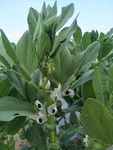 白花 蔬菜花