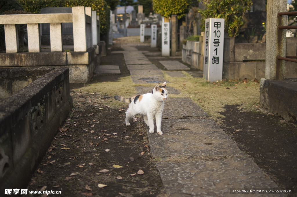 猫
