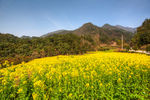 胥岭村油菜花
