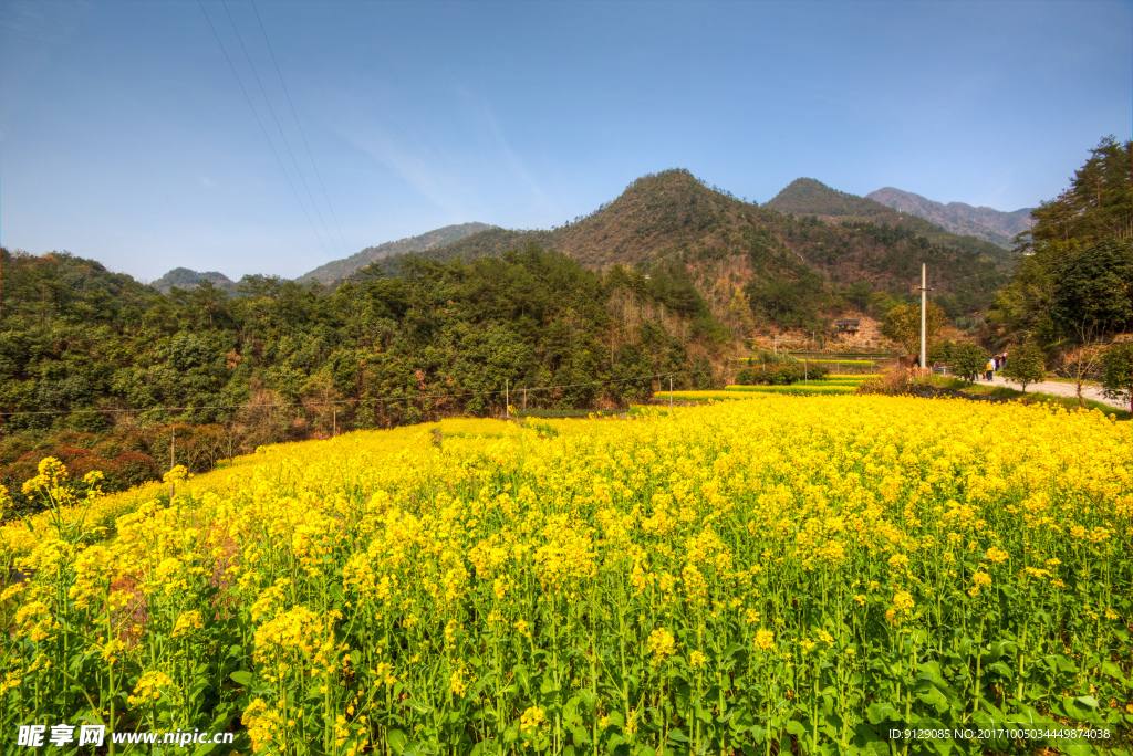 胥岭村油菜花