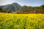 胥岭村油菜花