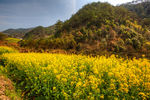 胥岭村油菜花