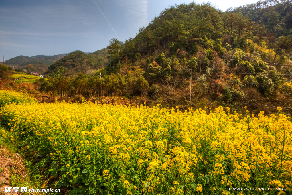 胥岭村油菜花