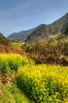 胥岭村油菜花