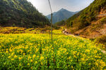 胥岭村油菜花