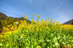 胥岭村油菜花