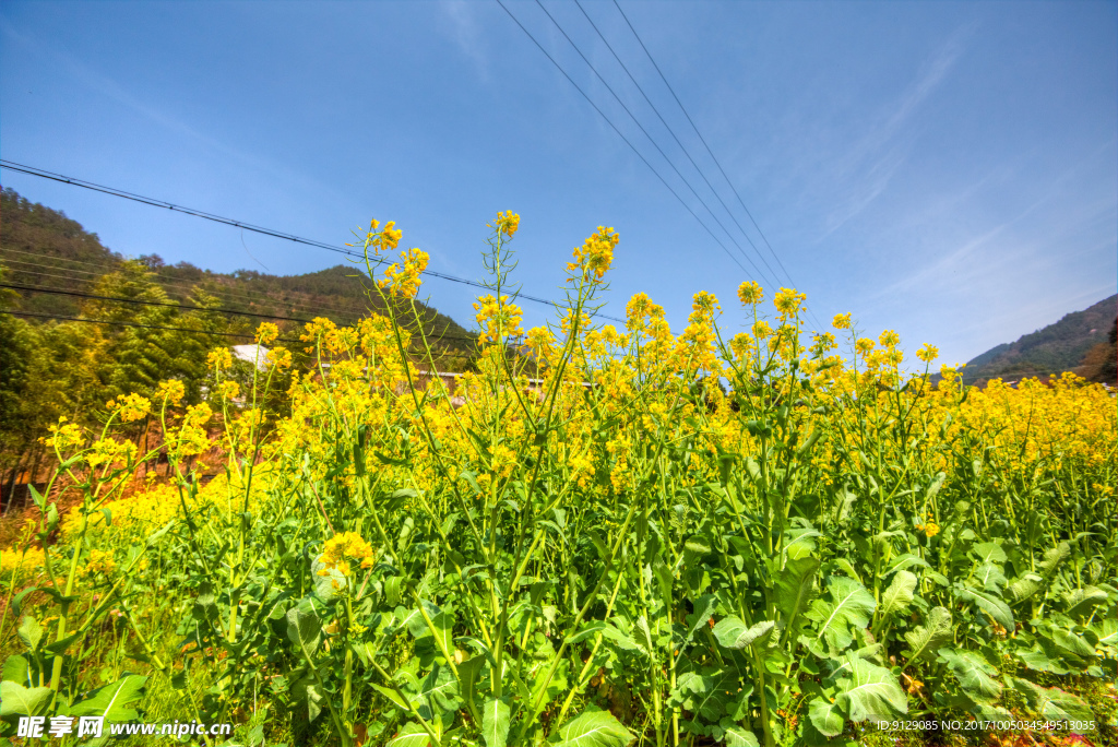 胥岭村油菜花