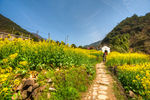 胥岭村油菜花