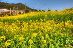 胥岭村油菜花
