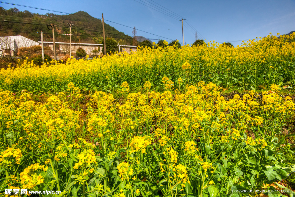 胥岭村油菜花