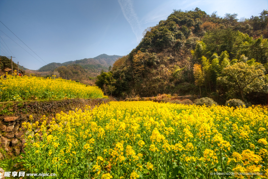 胥岭村油菜花