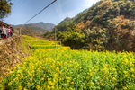 胥岭村油菜花