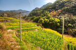 胥岭村油菜花