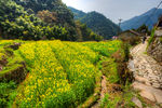 胥岭村油菜花
