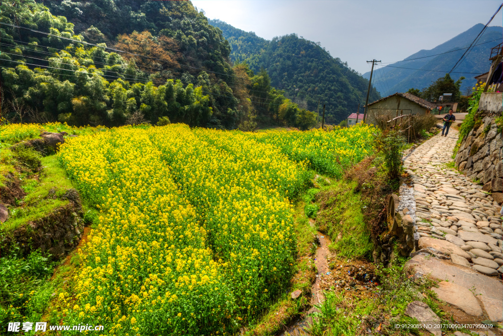 胥岭村油菜花