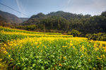 胥岭村油菜花