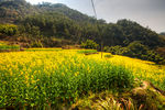胥岭村油菜花