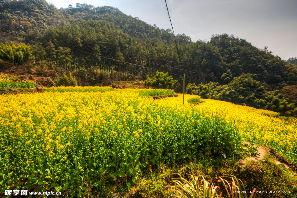 胥岭村油菜花