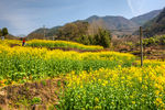 胥岭村油菜花