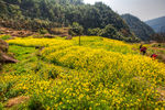 胥岭村油菜花