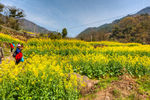 胥岭村油菜花