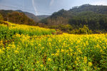胥岭村油菜花