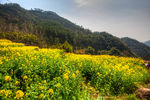 胥岭村油菜花