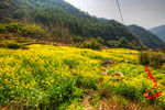 胥岭村油菜花