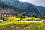 胥岭村油菜花
