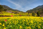 胥岭村油菜花