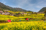 胥岭村油菜花