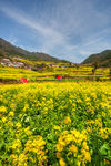 胥岭村油菜花