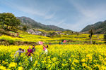 胥岭村油菜花