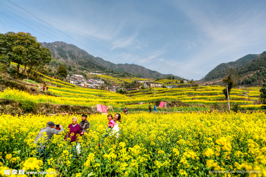 胥岭村油菜花