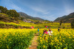 胥岭村油菜花