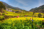 胥岭村油菜花