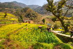 胥岭村油菜花