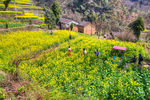 胥岭村油菜花